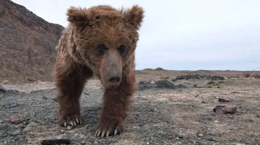 Бедный мишка. Одно из самых редких животных в мире преодолело 160 км в поиске воды (видео)
