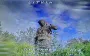 Enemy transport, 120mm mortar, occupiers and communication systems destroyed: Kalinoŭski Regiment fights back on Zaporizhzhia direction. VIDEO
