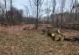 Госэкоинспекция подвела итоги: миллионный ущерб, тысячи деревьев уничтожены, реки загрязнены