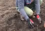 Мухи, жуки и клопы - ваши лучшие друзья в огороде и саду: каких насекомых нельзя истреблять