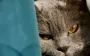 Почему кот вас игнорирует? 5 причин, про которые вам не скажут ветеринары