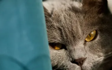 Почему кот вас игнорирует? 5 причин, про которые вам не скажут ветеринары