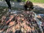 Свіжа риба – великі проблеми: на Полтавщині Держекоінспекція викрила браконьєра з уловом на 374 тисячі гривень
