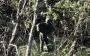 Kamikaze drone operated by fighters of 72nd SMB eliminated occupier who was standing motionless. VIDEO