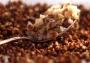 Что можно есть с гречкой, чтобы худеть на 5 кг в месяц: диетологи рекомендуют