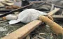 Через ворожу атаку на Житомирщині загинули троє дітей віком від 8 до 17 років