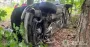 На Черкащині автівка врізалась в дерево: загинула 16-річна дівчина