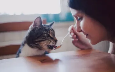 Работа мечты. Мужчина предлагает более 2 тысяч в час "няне" для кота: что входит в обязанности?