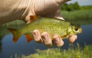 Місячний календар риболовлі на червень 2025: які дні принесуть найкращий улов