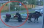Пьяный мужчина приехал в полицию на лошади, потому что ему запретили водить авто