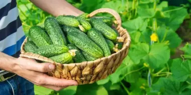 Еще и соседям раздадите: как ухаживать за огурцами, чтобы собрать хороший урожай