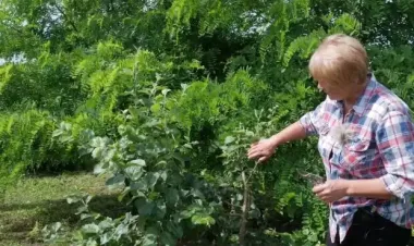 Не накликайте лихо у свій будинок: три дерева, які не можна садити у дворі