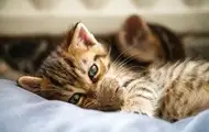 Кошки узнают своих хозяев по запаху – ученые