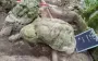 У джунглях Гватемали знайшли місто мая віком майже 3 тисячі років