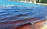 У Севастопольській бухті масово гинуть дельфіни через злив нечистот