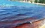 В Севастопольской бухте массово гибнут дельфины из-за сброса нечистот