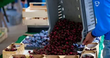 Вже не по 1000 гривень кілограм: популярна ягода впаде у ціні