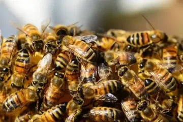 Из перевернутого грузовика вылетели более 250 миллионов пчел