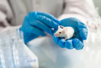 Ученые заставили мышей потерять 30% массы тела, не меняя диету: как им это удалось