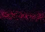 Ученые создали новую терапию для больных раком желудка: она оказалась эффективнее имеющихся
