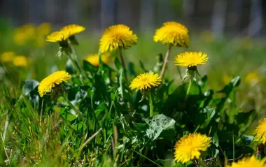 Як назавжди позбутися кульбаб: 5 дешевих і ефективних способів