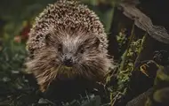 Гороскоп для всех знаков зодиака на 3 июня 2025 года