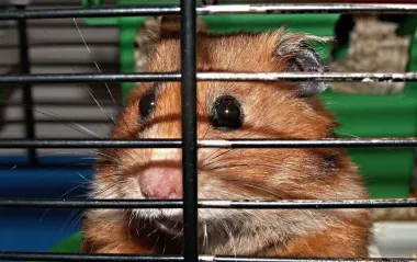 Эти ошибки вредят хомяку, но о них молчат в зоомагазинах