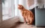 Учёные обнаружили ген мурлыканья у кошек