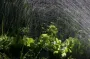 В сильную жару поливать огород нужно только так: не отнимает много времени и приносит больше пользы