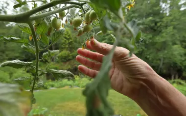 Вместо тепла в мае - ливни и град: что больше всего пострадало на огородах