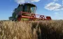 Первый негативный прогноз: урожай зерновых в Украине может упасть на 10%