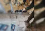 Ловят зайцев и "начиняют" взрывчаткой: ВС РФ минируют тушки для сбросов на ВСУ (фото)