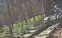 Ukrainian kamikaze drone zigzags through forest thickets towards Russian tank. VIDEO