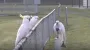 Какаду, дерущиеся с людьми за мусор, теперь стоят в очереди к фонтанчикам с водой: зачем им это