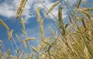 У Росії експорт зерна обвалився на чверть