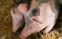 У Чехії через відключення електрики загинули 800 свиней