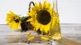 Agrarian Ministry won't restrict oilseed exports to load processing enterprises - Agrarian Minister