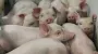 Vitagro to create Danish DanBred pig nursery in Khmelnytsky region