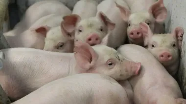 Vitagro to create Danish DanBred pig nursery in Khmelnytsky region
