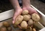 В Украине внезапно подорожал "старый" картофель: цена овоща превысила 40 гривен