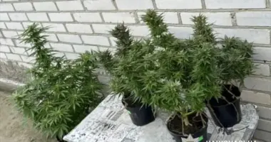 На Киевщине мужчине грозит заключение из-за наркотиков