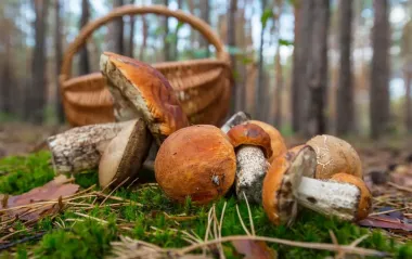 Сезон открыт! Где в июне найти крупные и вкусные лисички, белые и другие грибы