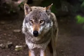 У Києві врятували дикого вовка, якого два роки тримали у квартирі
