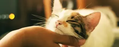 Загадка мурлыканья кошек раскрыта: ученые выяснили, почему животные издают приятные звуки