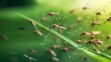 Будут обходить ваш дом десятой дорогой: как защитить свое жилище от мух и комаров