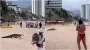 "Такого еще не видели": на популярном курорте к людям из моря вышел крокодил (фото)