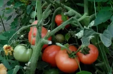 Урожай соберете в два раза больше: как спасти помидоры от жары - простой лайфхак