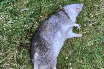 Щурячий яд у рибі: в Німеччині – масове забруднення річок. У Держекоінспекції пояснили, що Україна – не застрахована