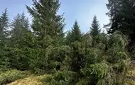 Лесничему грозит до пяти лет за вырубку деревьев в заповеднике