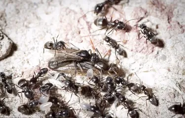 Уничтожают электроснабжение и дороги: колонии "супермонстров" бушуют по всей Европе